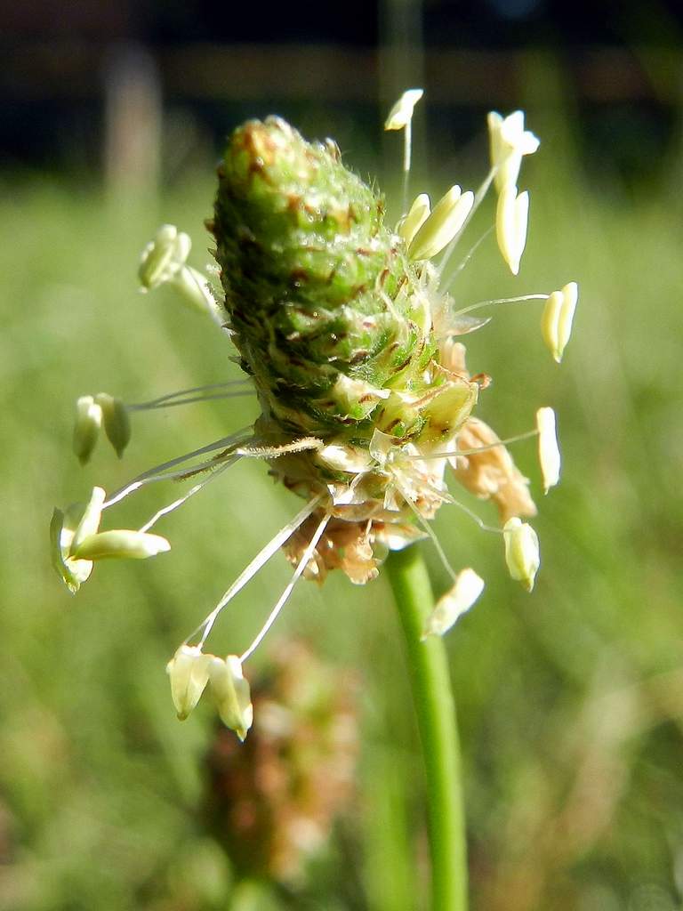 Plantago lanceolata